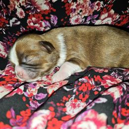 PHOEBE - Brindle and white female Shih Tzu puppy in Los Banos And Bay Area, California from Shantii's Shih Tzu's