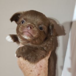 Boy 2 - Chihuahua puppy in Nc, Florida from Brusseluv2