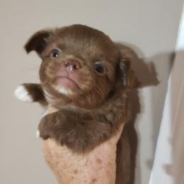 Boy 2 - Chihuahua puppy in Nc, Florida from Brusseluv2