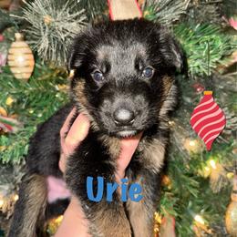 Urie - Black and red male German Shepherd puppy in Graham, Washington from Wildeflecken Shepherds