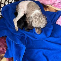 Yorkipoo puppies from Pridespoodles