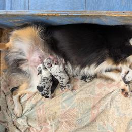 Texas Lil Cowdogs Sadie Mae - Miniature Australian Shepherd