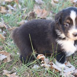 Miniature Australian Shepherd Puppies from Shady D Aussies