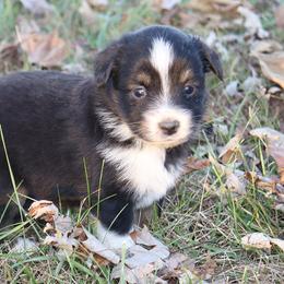 Miniature Australian Shepherd Puppies from Shady D Aussies