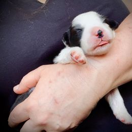 Border Collie Puppies from Beloved Border Collies