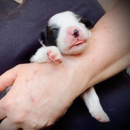 Border Collie Puppies from Beloved Border Collies