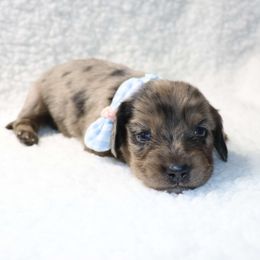 Edward - 2450 - Dapple male Dachshund puppy in Sonora, Kentucky from Maple Hill Miniature Dachshunds