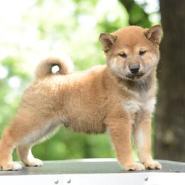 Ash -FULL AKC REGISTRATION- - Red male Shiba Inu puppy in Neosho, Missouri from Kenny Cave K9s