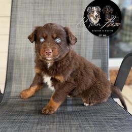 Grinch - Red tri-color male Australian Shepherd puppy in Tyner, Kentucky from Lil’ Town Aussies