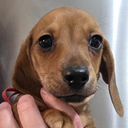 Red Collar Male - Fawn (isabella) and tan male Dachshund puppy in Otto, North Carolina from Windy Ridge Dachshunds