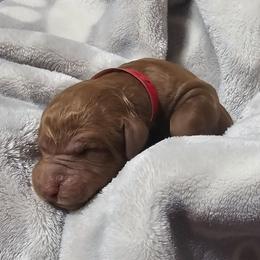 TAFFY - Red  female Goldendoodle puppy in Harris County, Texas from Cute & Curly Doodles