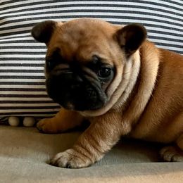 Bulldogs and French Bulldogs from River Valley Bulldogs