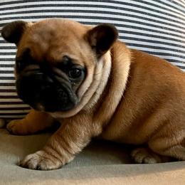 Bulldogs and French Bulldogs from River Valley Bulldogs