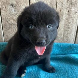 Ebony - Black male Australian Shepherd puppy in Whitwell, Tennessee from Owl Hollow Farm