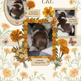 Marigold - Chocolate parti female Pomeranian puppy in Gun Barrel City, Texas from Petite Poms