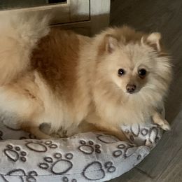 Bailey - Pomeranian