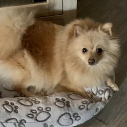 Bailey - Pomeranian