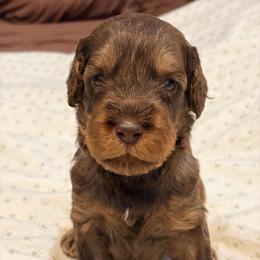 Chiller - Tri-color male Australian Labradoodle puppy in Alamo, Texas from QuiSal Labradoodles