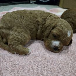 Ace - Red male Cavapoo puppy in Maize, Kansas from Happy Doodles- Cockapoo and Cavapoo puppies