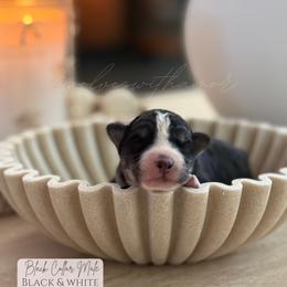Smoke - Black and white male Siberian Husky puppy in Lodi, California from Wolves with Amor