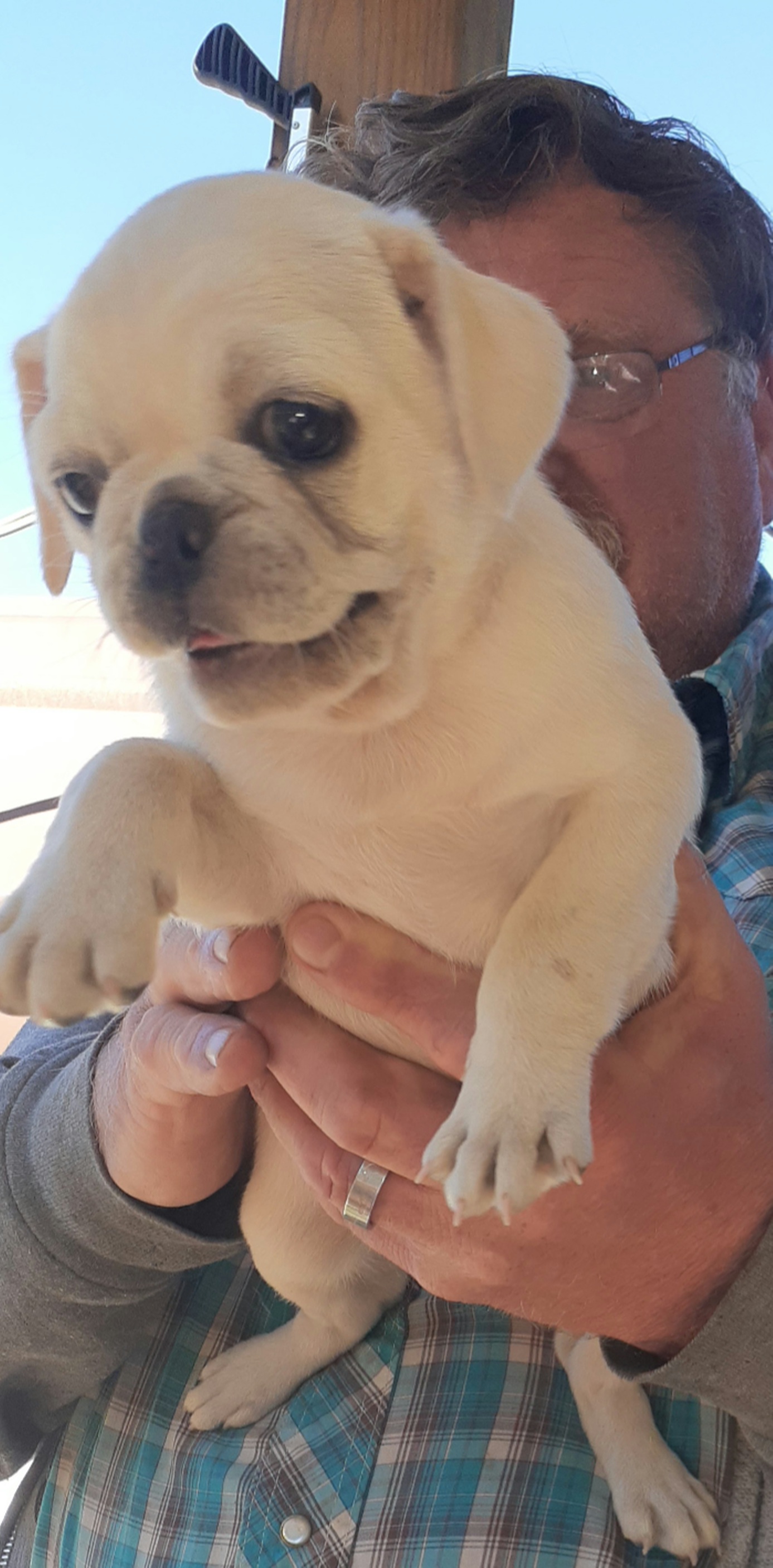 Pug Puppies from Hatfield Pugs