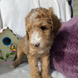 Nature, Brown with tan and white sable girl - Sable female Goldendoodle puppy in Freedom, New York from Samantha's Goldendoodles