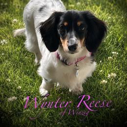 Wynter Reese - Dachshund