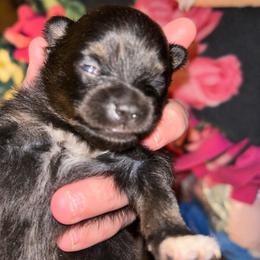 Holly - Tri-colored female Pomeranian puppy in Zavalla, Texas from Precious Puff Poms