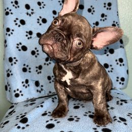 French Bulldog Puppies from Tiny Besties
