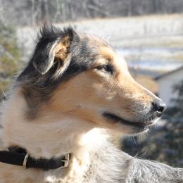 Winny - Old Time Scotch Collie