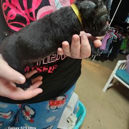 Boy 5 - Black male Cane Corso puppy in Dunnellon, Florida from Touch of Spice Kennels