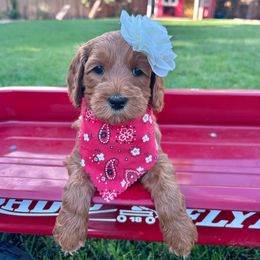 Red - Red - Red female Australian Labradoodle puppy in Citrus Heights, California from Elite Blend Labradoodles