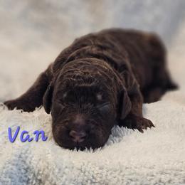 Van - Chocolate male Goldendoodle puppy in Kansas City, Missouri from Poppy's Doodles