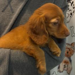 Firenza - Red female Dachshund puppy in Visalia, California from DachGraston Dachshunds