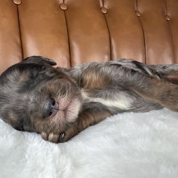 Boy 1 (name pending) - Merle male Goldendoodle puppy in Ottawa, Ohio from Simply Beautiful Goldendoodles