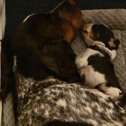English Springer Spaniel Puppies from South Texas Springers