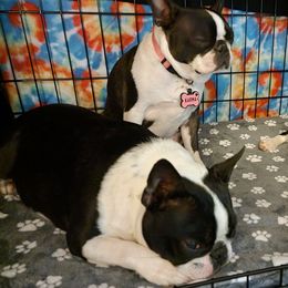 Boston Terrier Puppies from Big Sky Bostons
