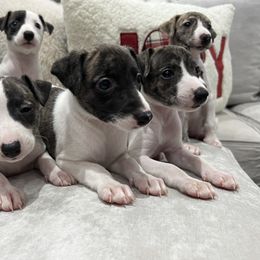 Whippet Puppies from Rainbow Whippets