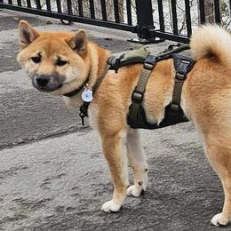 Spike - Shiba Inu
