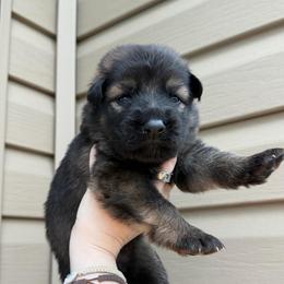 Red - Sable male German Shepherd puppy in Tennessee from Chattanooga Tn German Shepherds