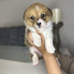 Pembroke Welsh Corgi Puppies from Inland Empire Corgis