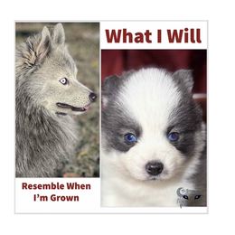 Accailia wolf silver Pomsky - Silver female Pomsky puppy in Perkins, Oklahoma from A-Dream Pomsky Kennel