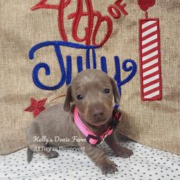 Isabella and Tan Female Smooth Coat Pink Collar - Fawn (isabella) and tan female Dachshund puppy in Cleveland, Tennessee from Kelly's Doxie Farm