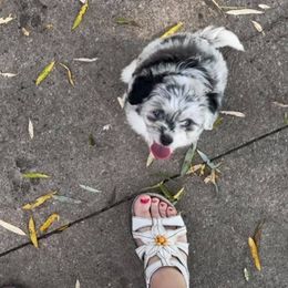 Aussiedoodle, Australian Shepherd, Miniature American Shepherd, and Miniature Australian Shepherd Puppies from Bline's Awesome Aussies