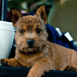 Norwich Terriers and Soft Coated Wheaten Terriers from Shakira Kennels