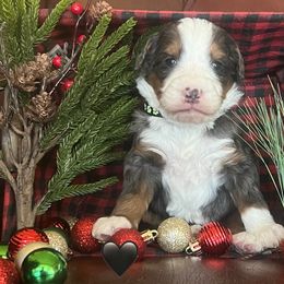 Cupid - Blue merle male Bernedoodle puppy in Temecula, California from Country Hills Doodles