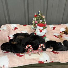 Boy 3 - Black and rust male Doberman Pinscher puppy in Elgin, Texas from New Horizons Kennels