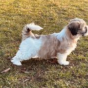 Shichon Puppies from Great Lakes Teddy Bear Dogs
