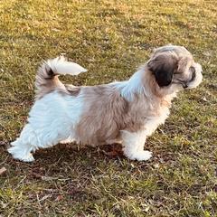 Shichon Puppies from Great Lakes Teddy Bear Dogs