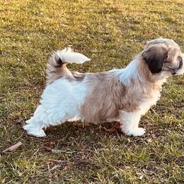 Shichon Puppies from Great Lakes Teddy Bear Dogs